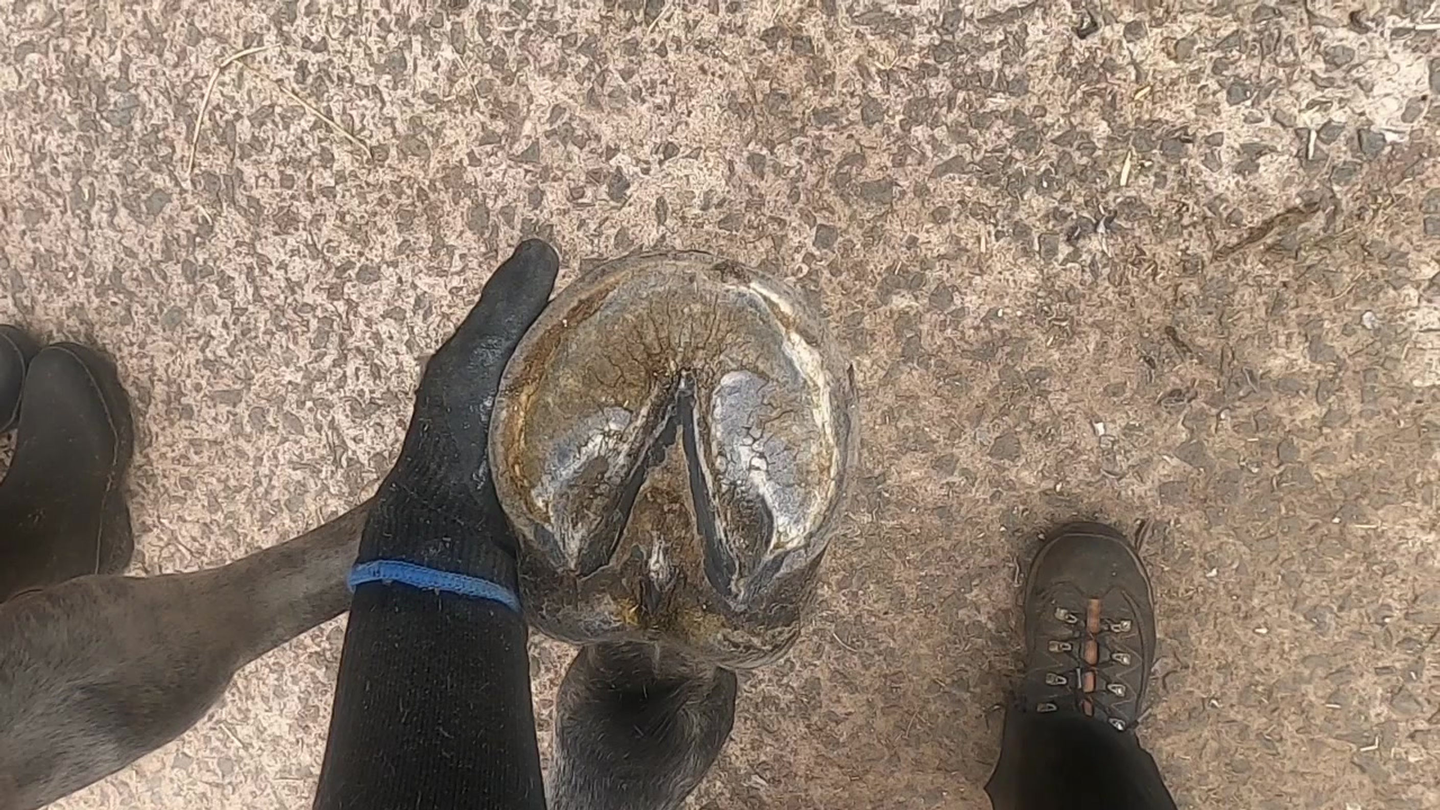 Hoof trimming video - Willow - featuring type 2 LF horses' hoof